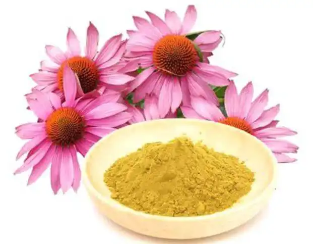 Can Echinacea Purpurea Extract Support Immune Health Naturally?